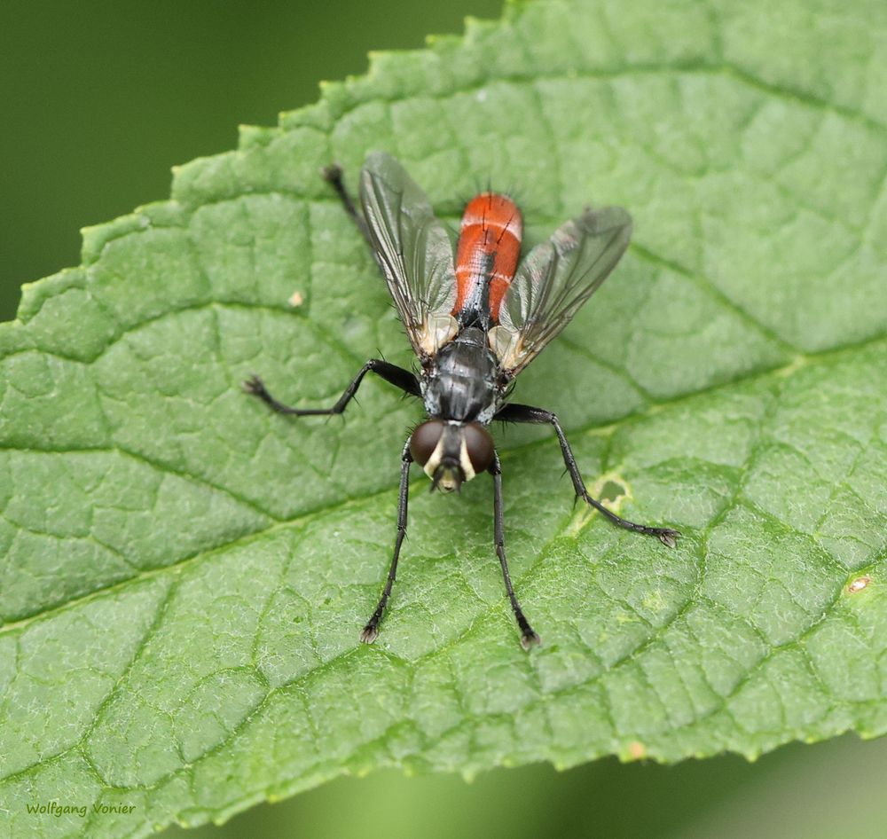 Raupenfliegen- Cylindromyia bicolor