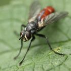 Raupenfliegen- Cylindromyia bicolor