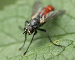 Raupenfliegen- Cylindromyia bicolor