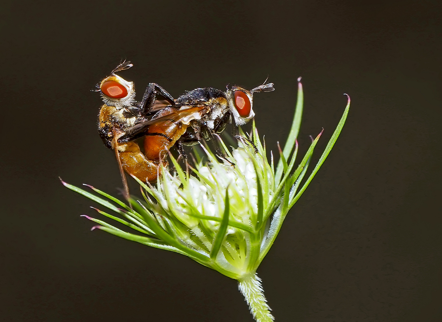 Raupenfliegen, die sich lieben! (Gymnosoma rotundatum) - Elles ont l'air de s'aimer tendrement!