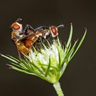 Raupenfliegen, die sich lieben! (Gymnosoma rotundatum) - Elles ont l'air de s'aimer tendrement!