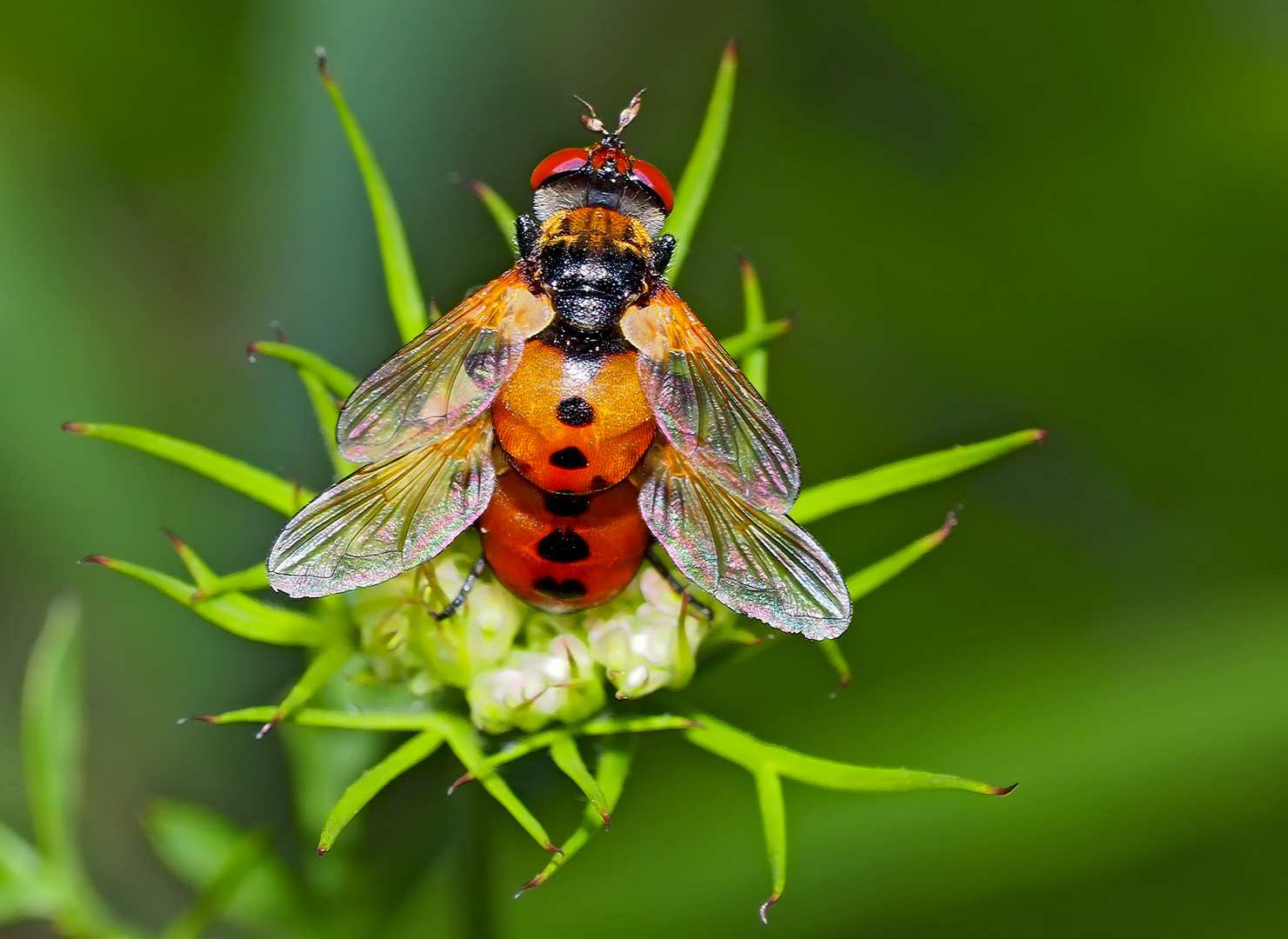 Raupenfliegen (Gymnosoma rotundatum), die sich lieben ... - Les Gymnosomes arrondis qui s'aiment!