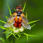 Raupenfliegen (Gymnosoma rotundatum), die sich lieben ... - Les Gymnosomes arrondis qui s'aiment!