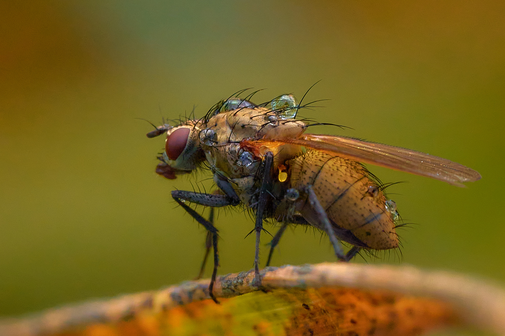 Raupenfliegen - Tachinidae - am Morgen ....