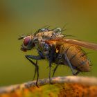 Raupenfliegen - Tachinidae - am Morgen ....