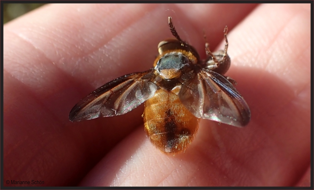 ...Raupenfliege...Phasia hemiptera...