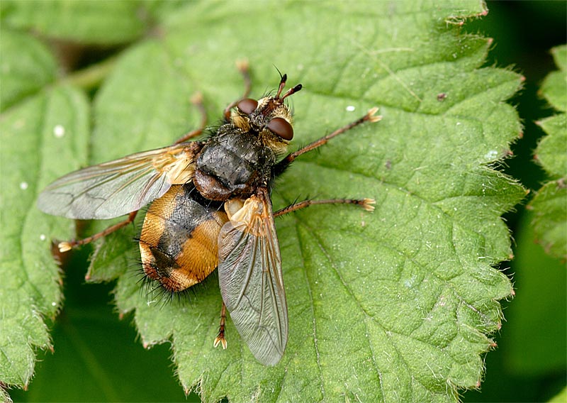 Raupenfliegie