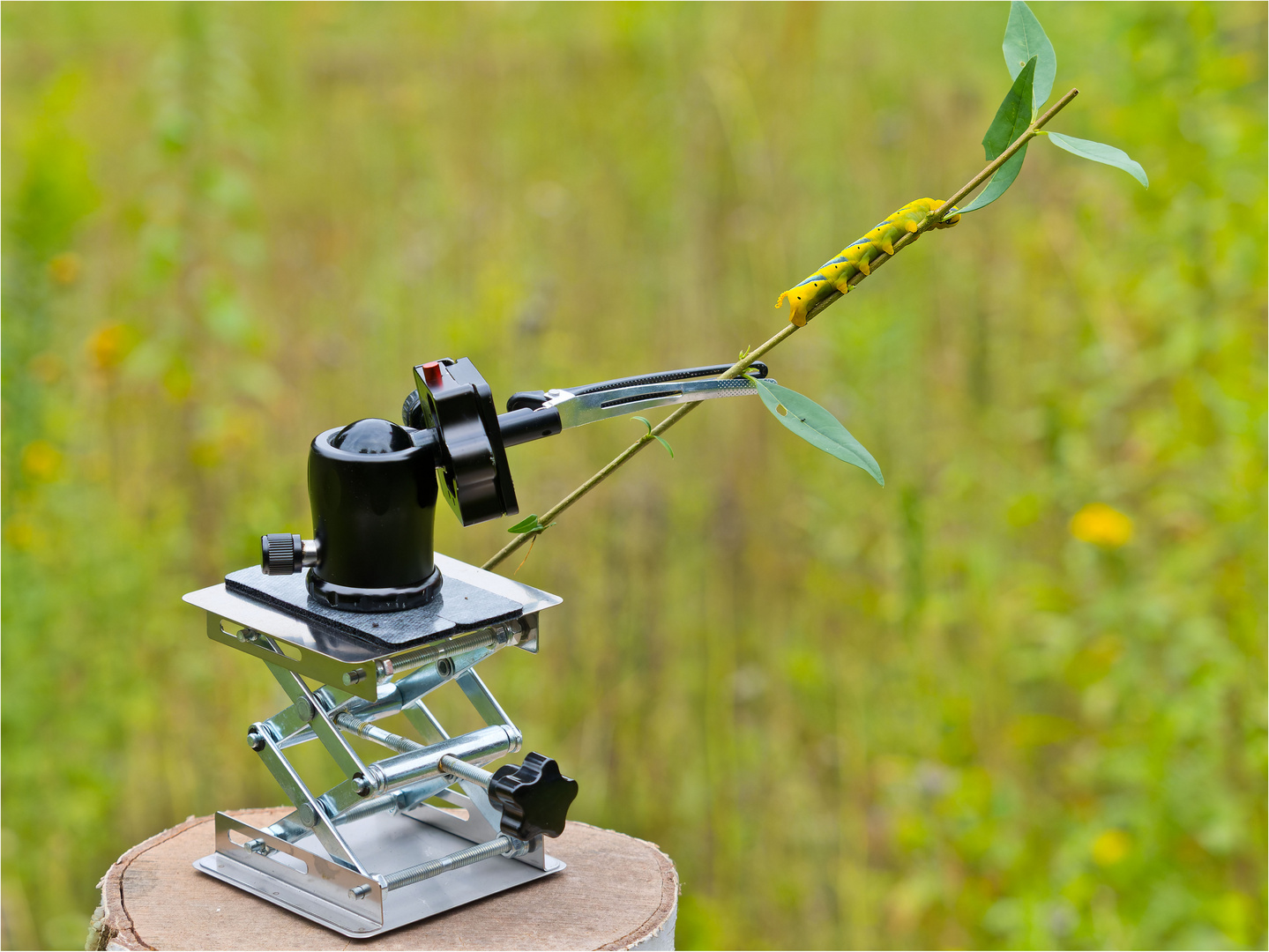 Raupenfotografie....Doku