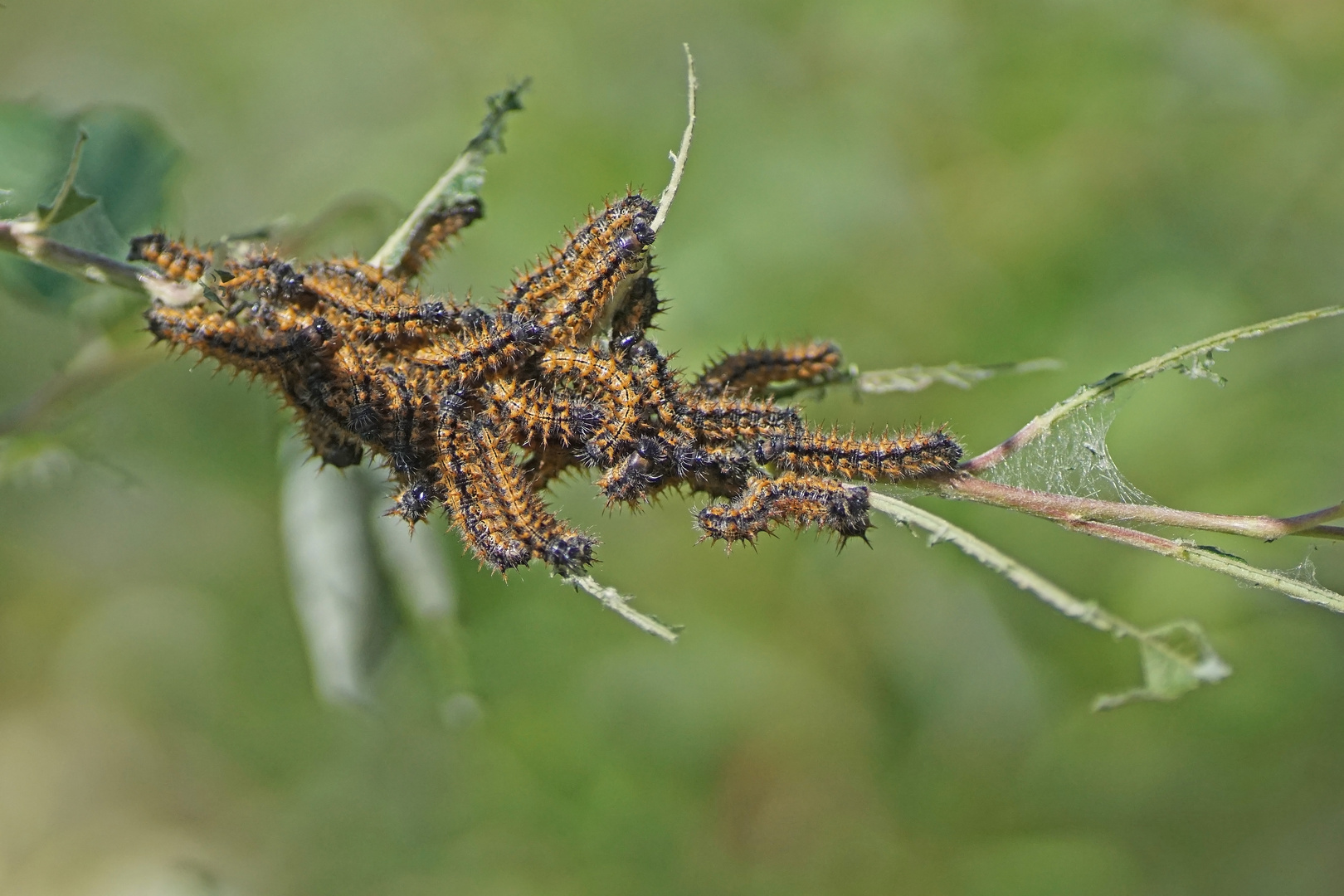 Raupennest des Großen Fuchs (Nymphalis polychloros)