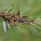 Raupennest des Großen Fuchs (Nymphalis polychloros)