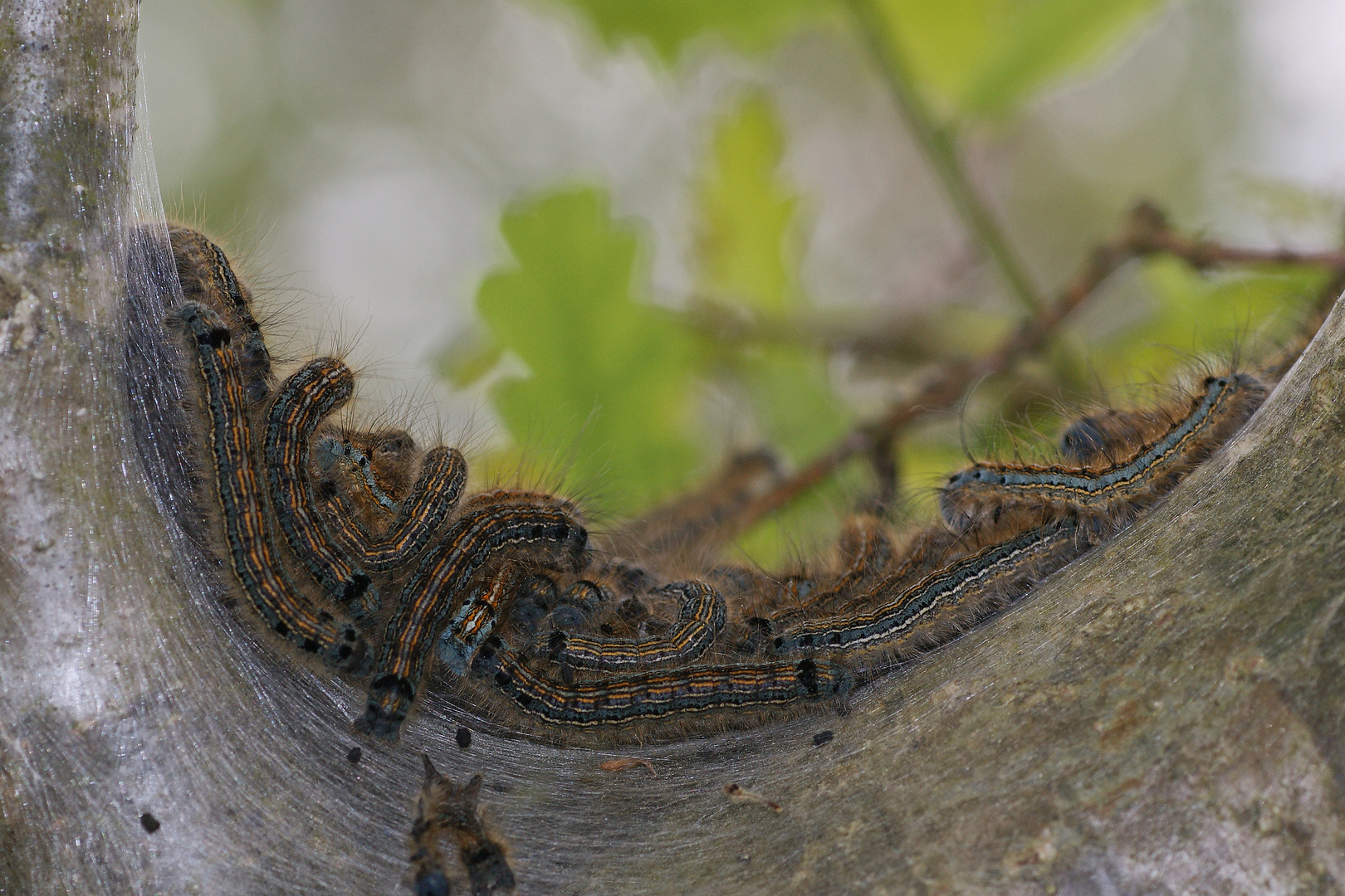 Raupennest des Ringelspinners (Malacosoma neustria)