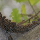 Raupennest des Ringelspinners (Malacosoma neustria)