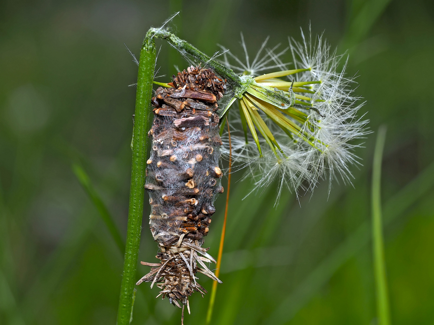 Raupensäckchen vom Moor-Sackträger (Megalophanes viciella) - Fourreau de soie d'une chenille.