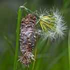 Raupensäckchen vom Moor-Sackträger (Megalophanes viciella) - Fourreau de soie d'une chenille.