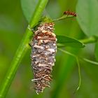 Raupensäckchen vom Moor-Sackträger (Megalophanes viciella) mit Besucher...