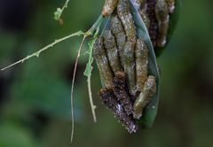 Raupentransformation am Limettenbaum