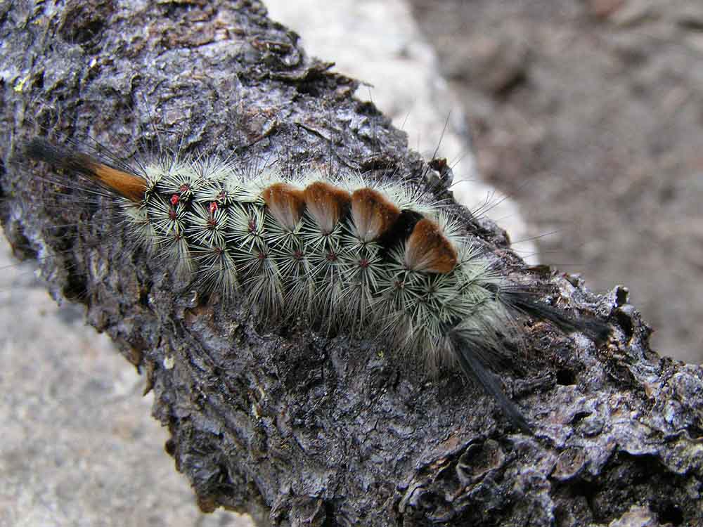 raupum sequoium :o)