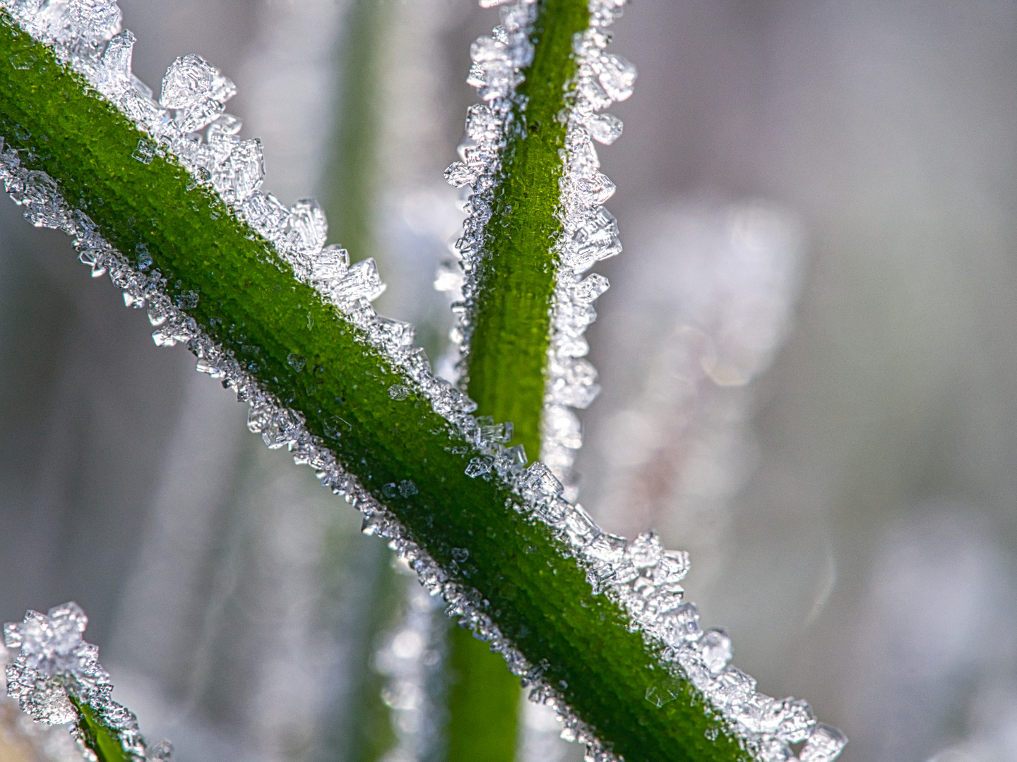 Raureif Foto &amp; Bild | jahreszeiten, winter, fotos Bilder auf fotocommunity