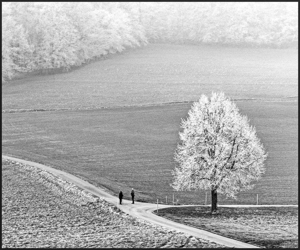 Raureif Foto &amp; Bild | erwachsene, pflanzen, pilze &amp; flechten, bäume