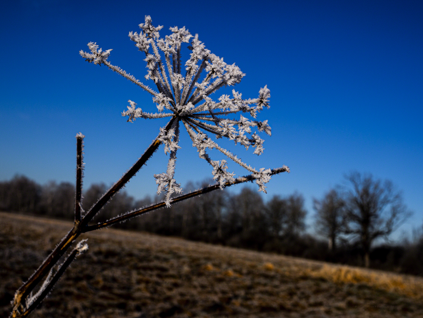 Raureif Foto &amp; Bild | pflanzen, pilze &amp; flechten, jahreszeiten, winter