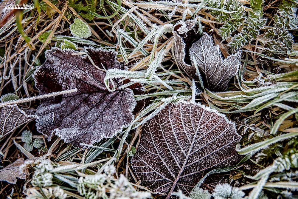 Raureif Foto &amp; Bild | landschaft, jahreszeiten, herbst Bilder auf