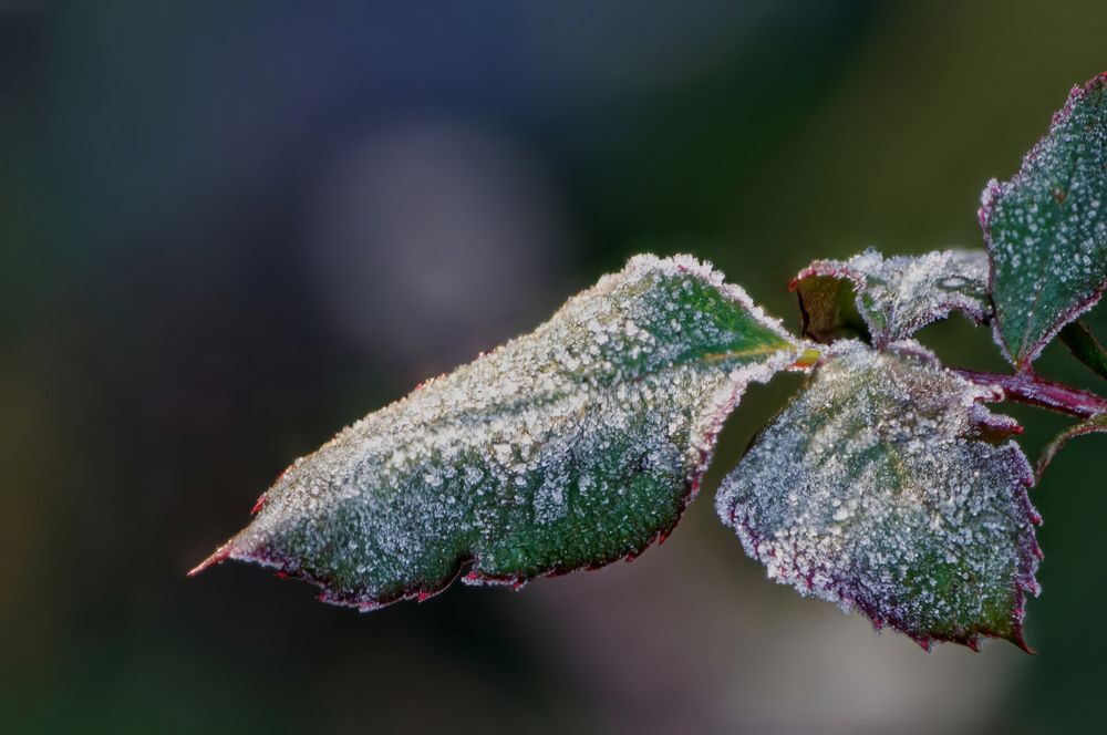 Raureif Foto &amp; Bild | fotos, winter, natur Bilder auf fotocommunity