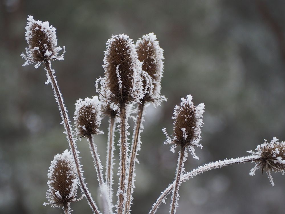Raureif Foto &amp; Bild | pflanzen, pilze &amp; flechten, pflanzen im winter