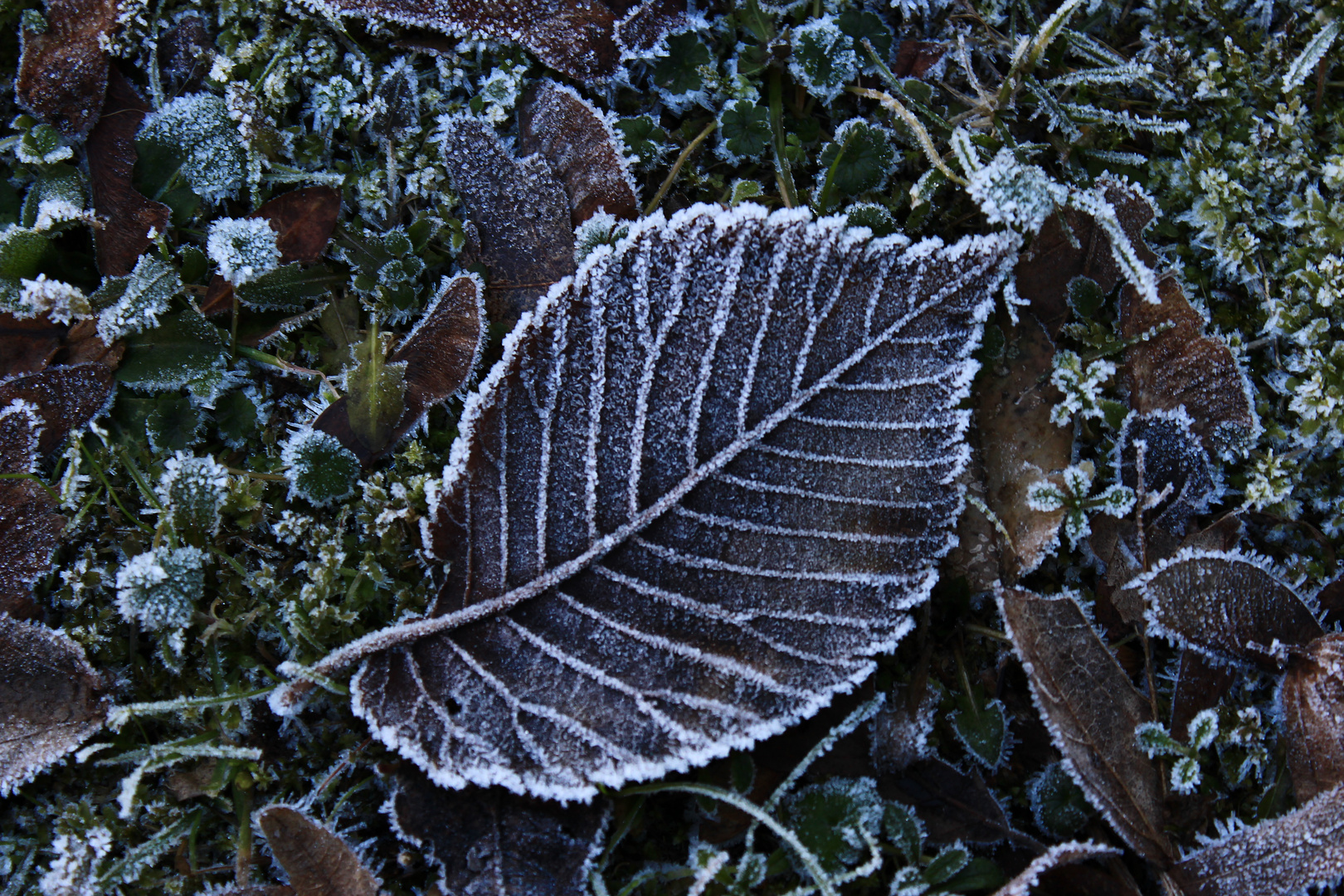 Raureif Foto &amp; Bild | pflanzen, pilze &amp; flechten, pflanzen im winter