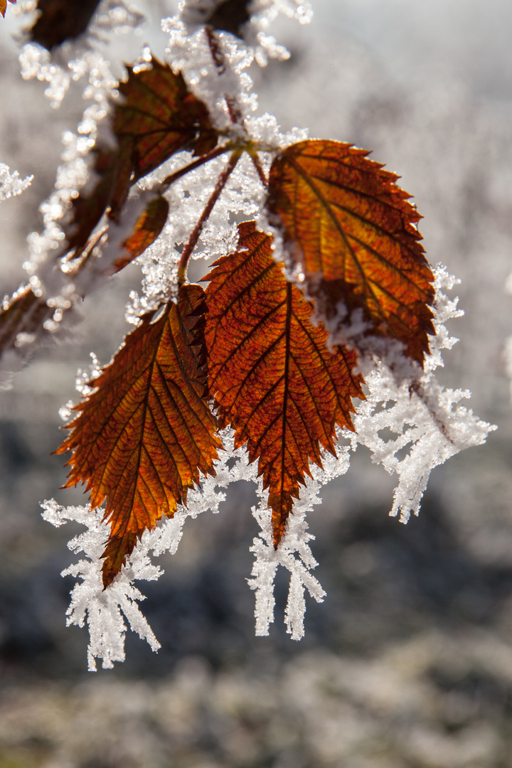 Raureif Foto &amp; Bild | kalt, winter, eis Bilder auf fotocommunity