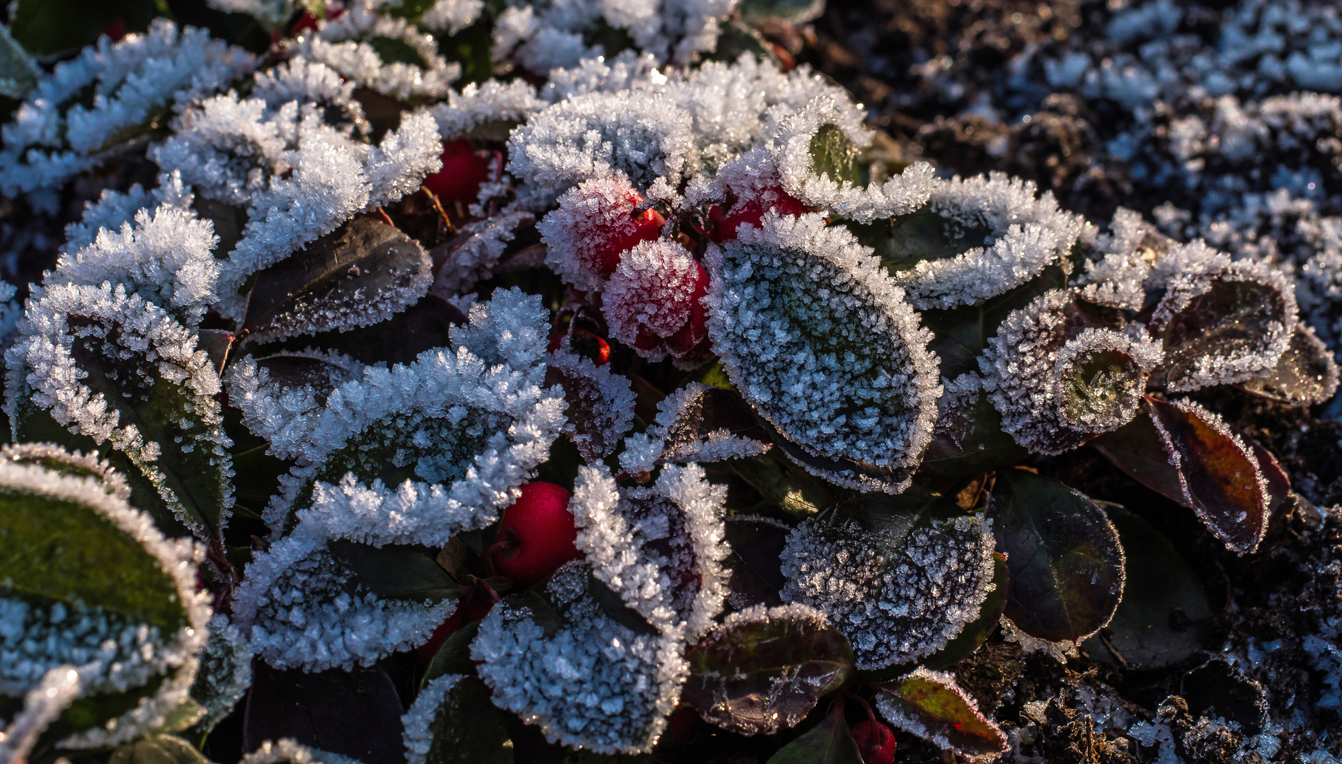 Raureif Foto &amp; Bild | pflanzen, pilze &amp; flechten, blüten