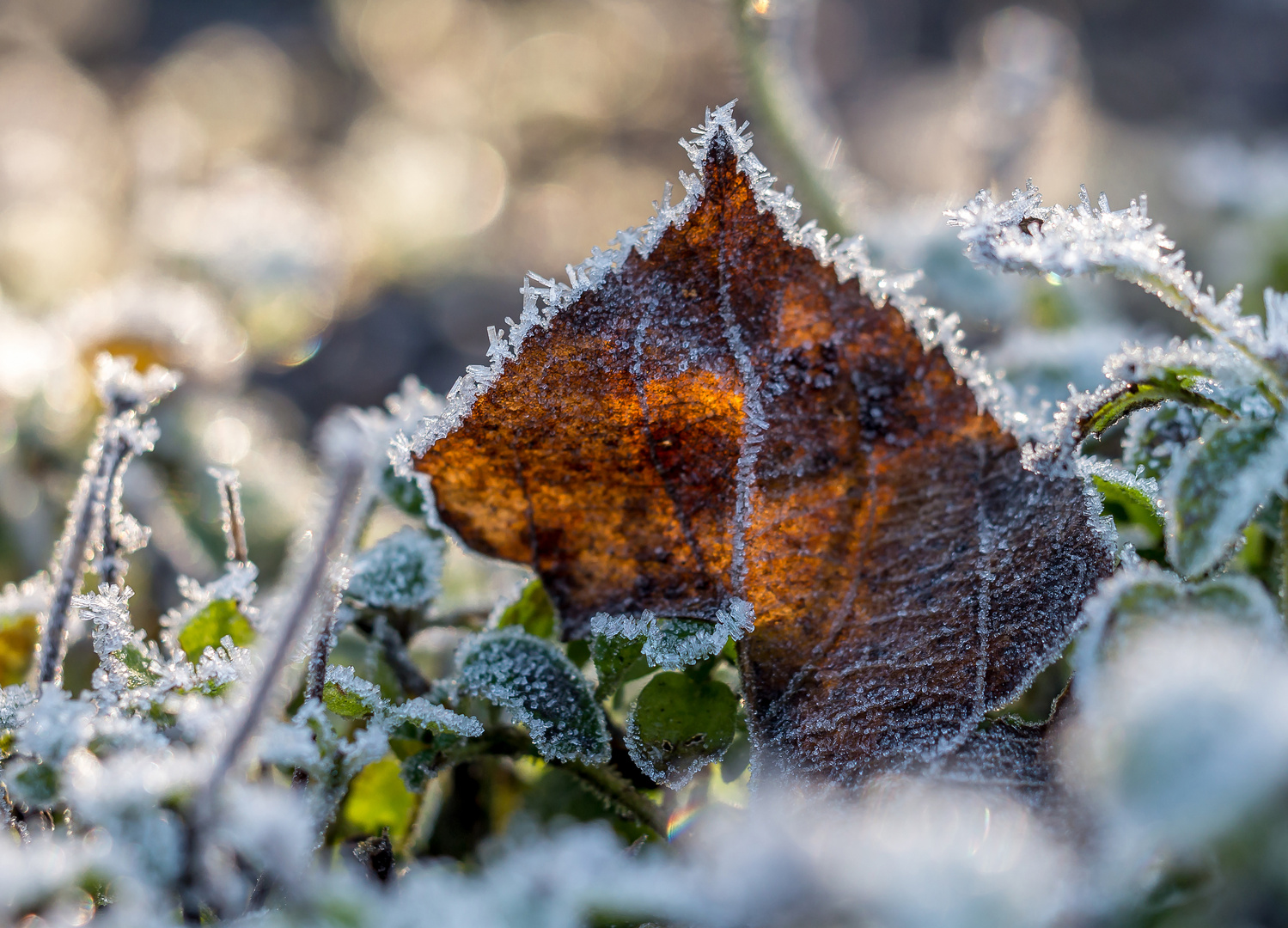Raureif Foto &amp; Bild | pflanzen, pilze &amp; flechten, natur-makros