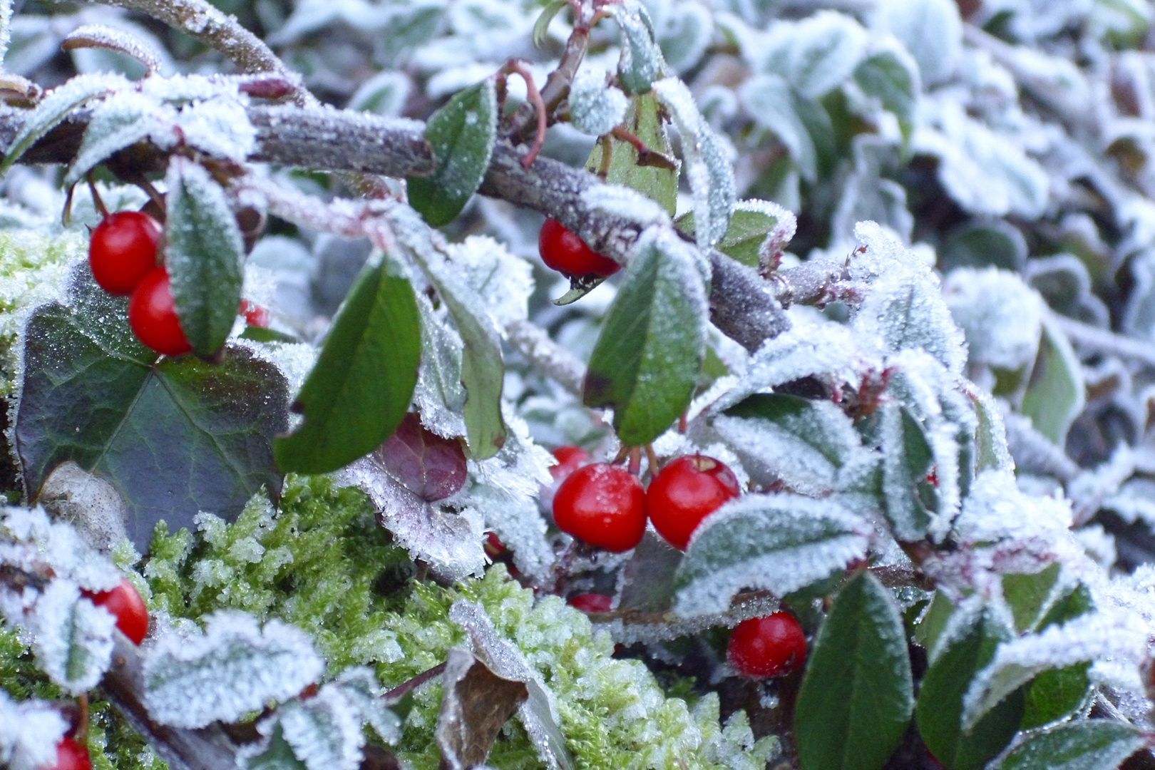 Raureif, aber leider kein Schnee