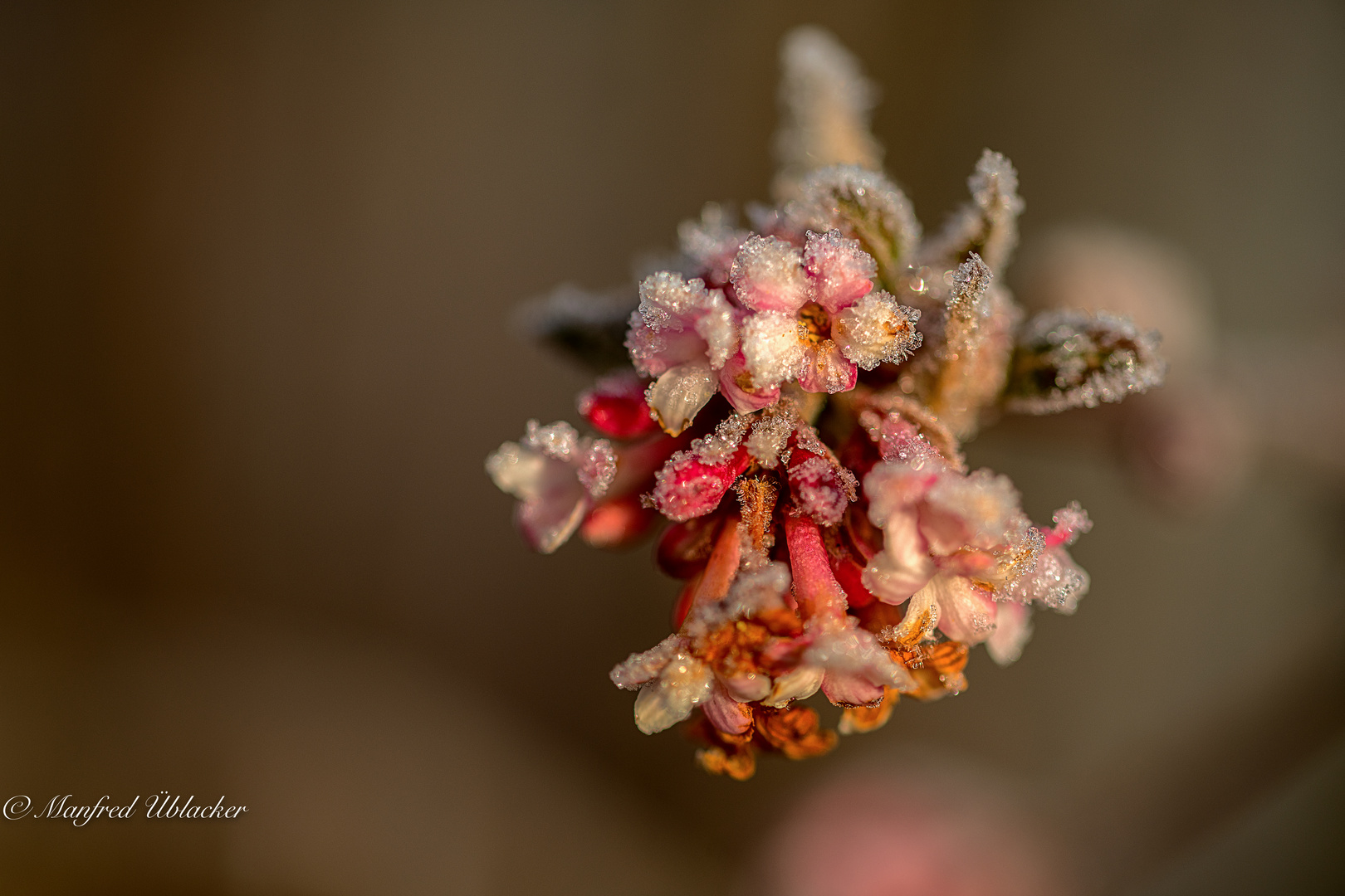 Raureif Foto &amp; Bild | pflanzen, pilze &amp; flechten, natur-makros