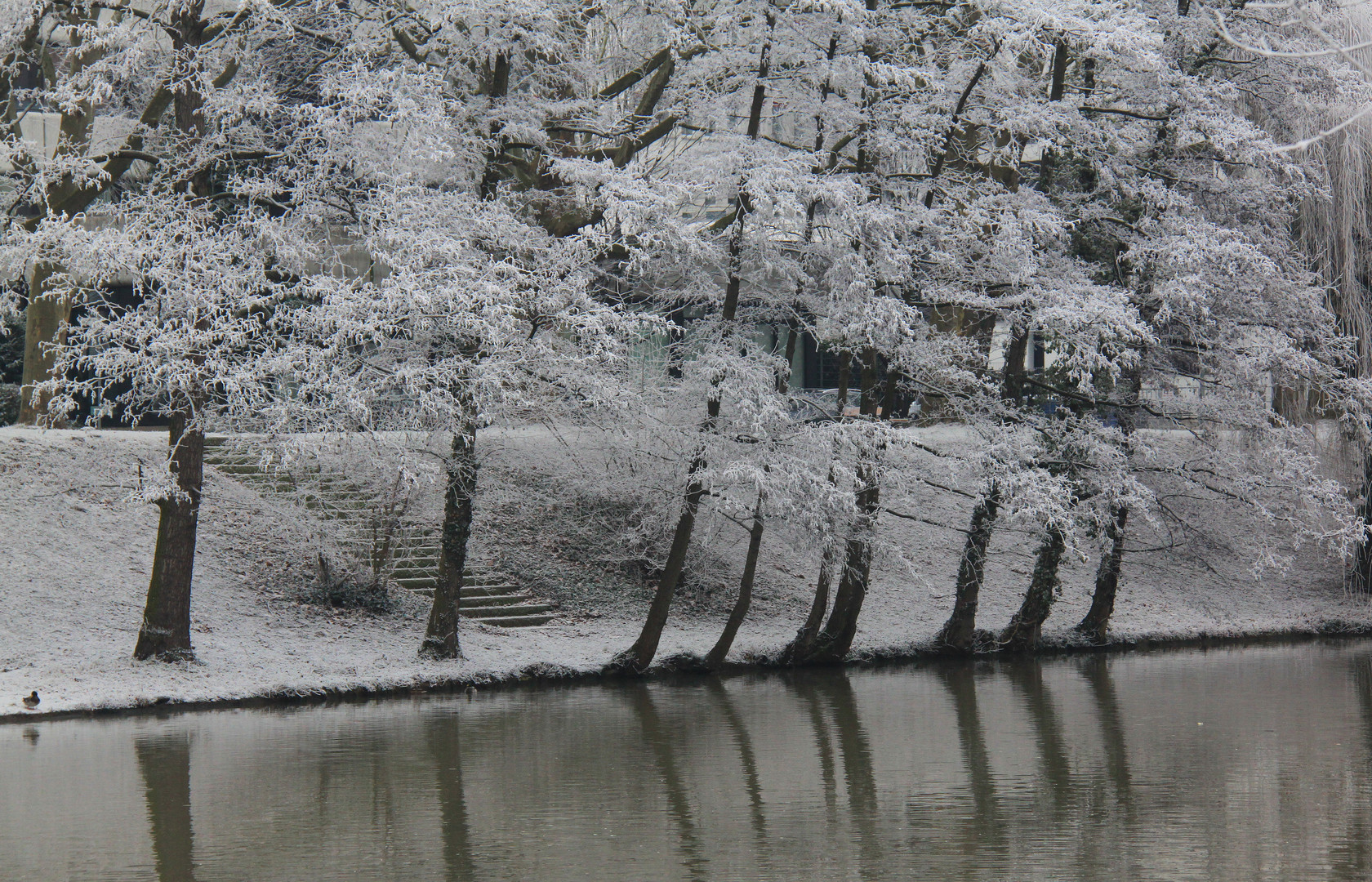 Raureif am alten Neckar