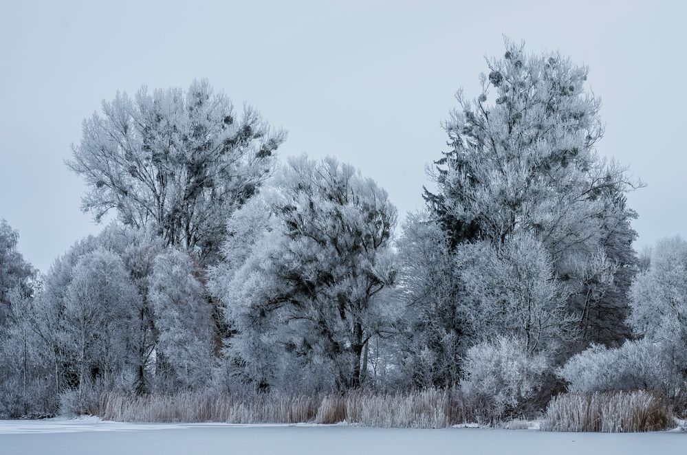 Raureif am Tachinger See