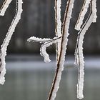 Raureif am Weiher