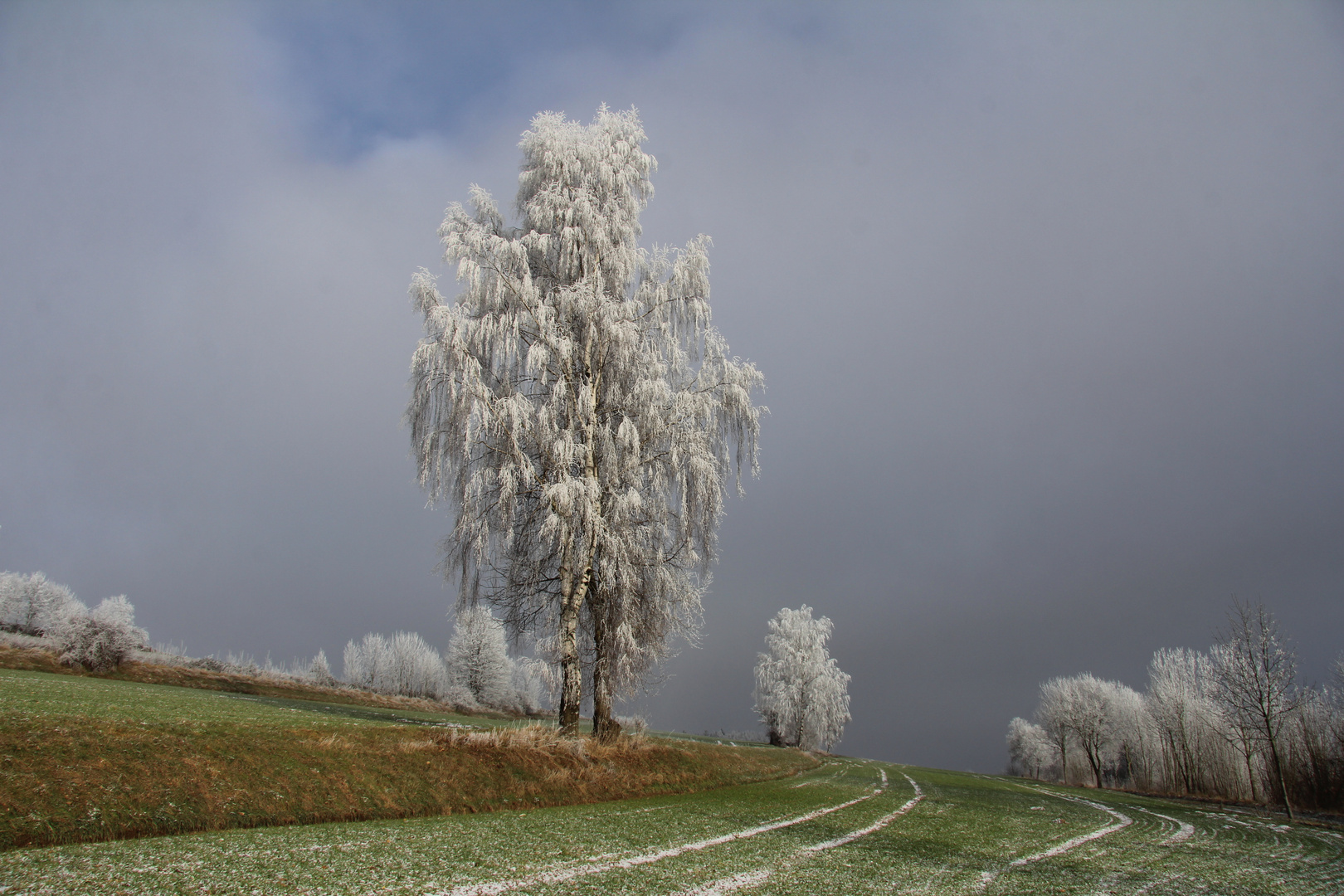 Raureif an Bäumen 21.12.2016