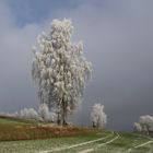 Raureif an Bäumen 21.12.2016