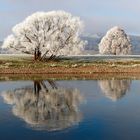 Raureif an der Oberweser