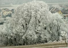 Raureif an Neujahr 2017 (5)