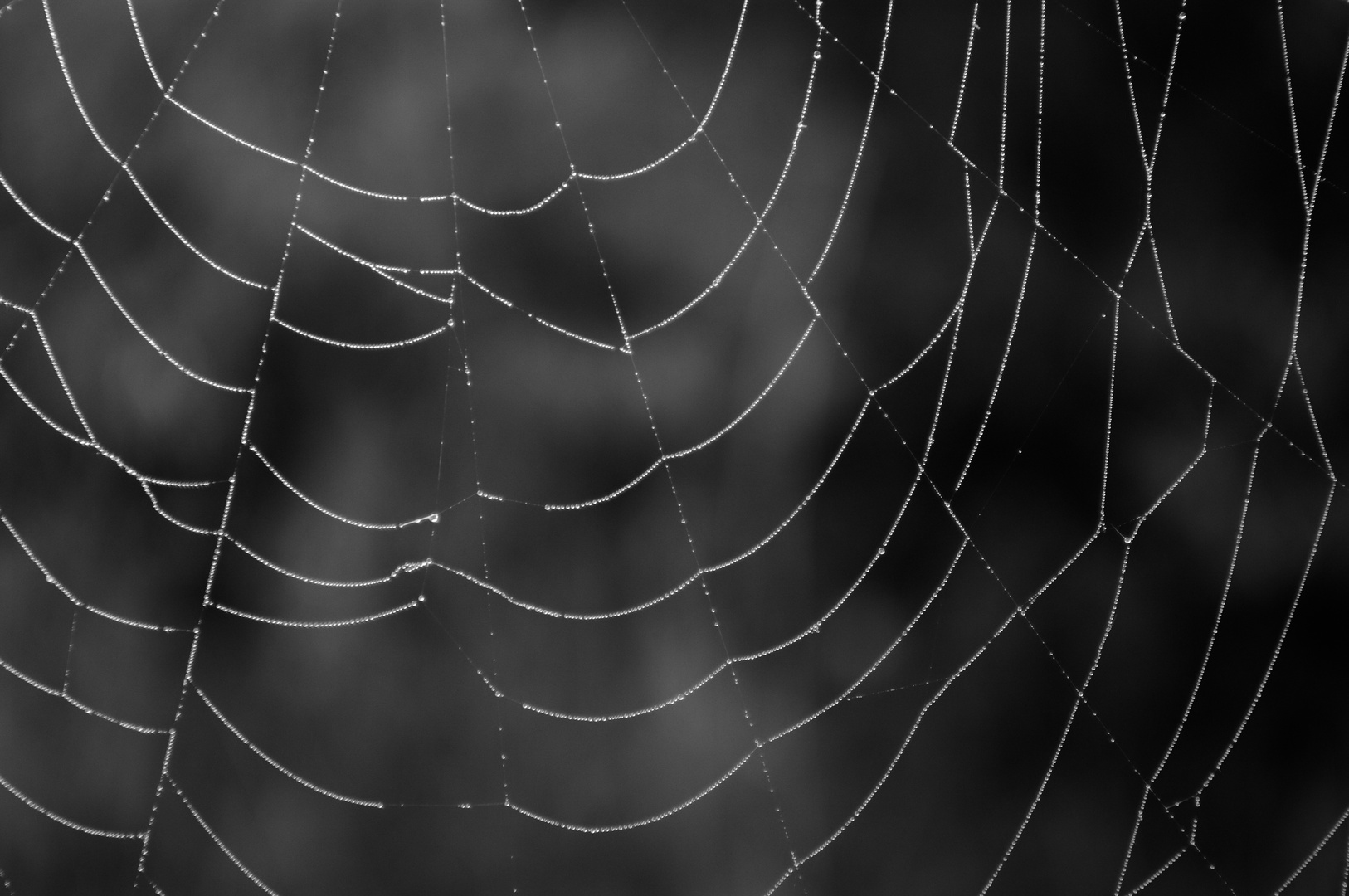 Raureif an Spinnennetz