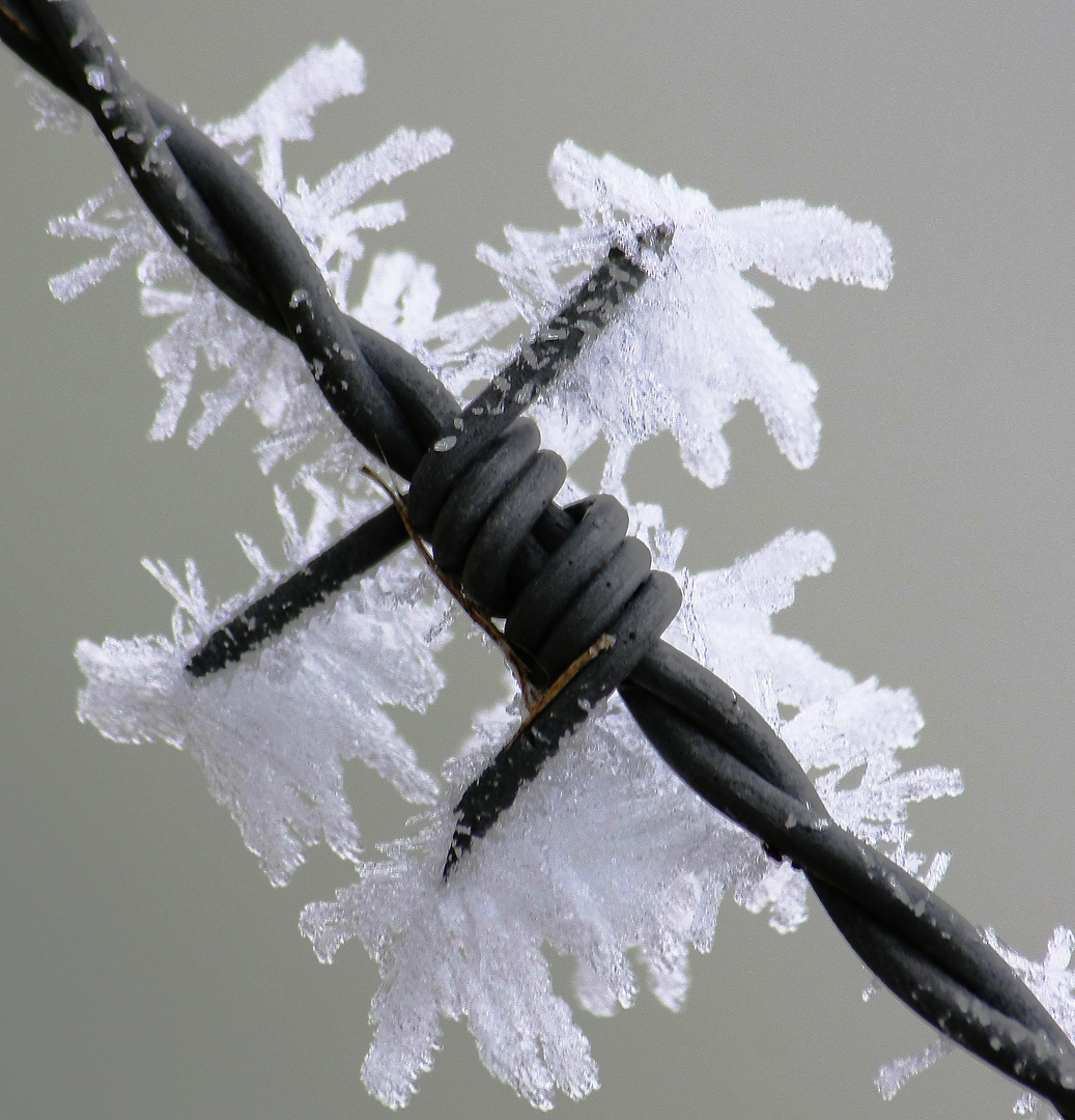 Raureif an Stacheldraht