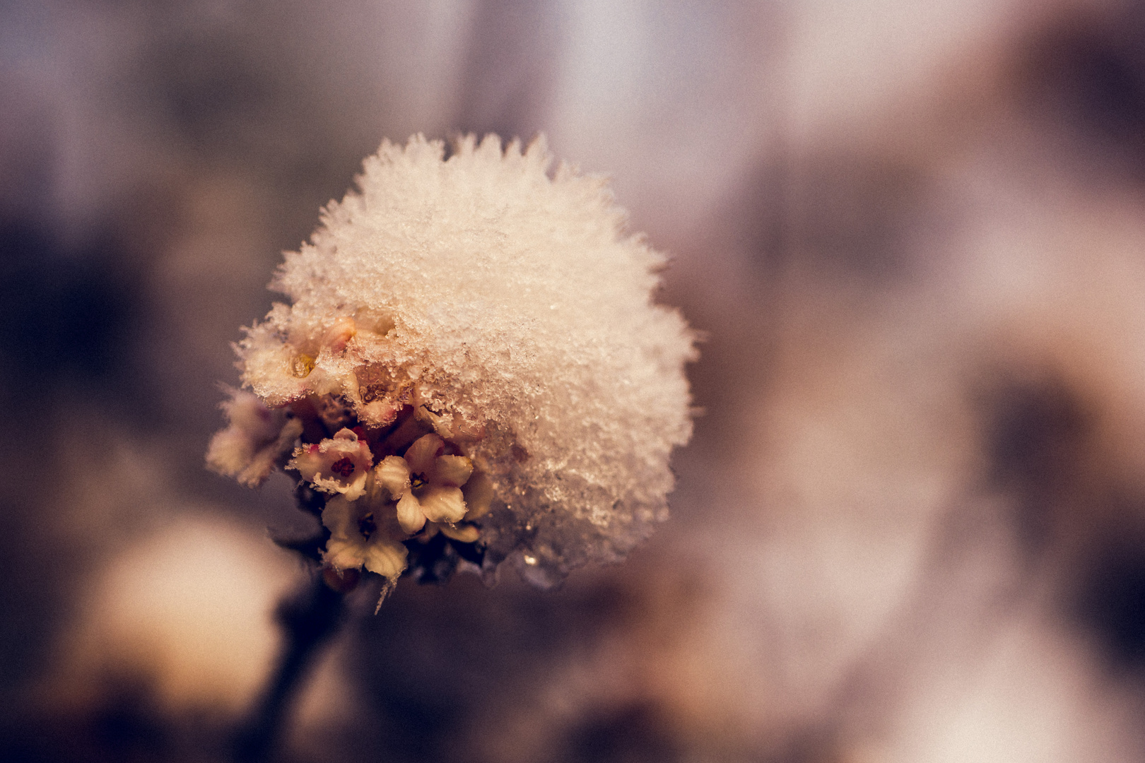 Raureif au Schneeballblüte