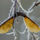 Raureif auf Ahornfruchtkörper