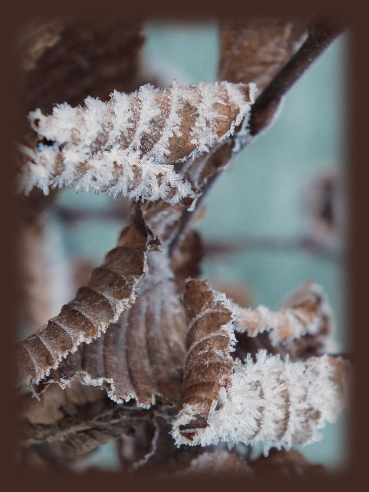 Raureif auf dem Blatt