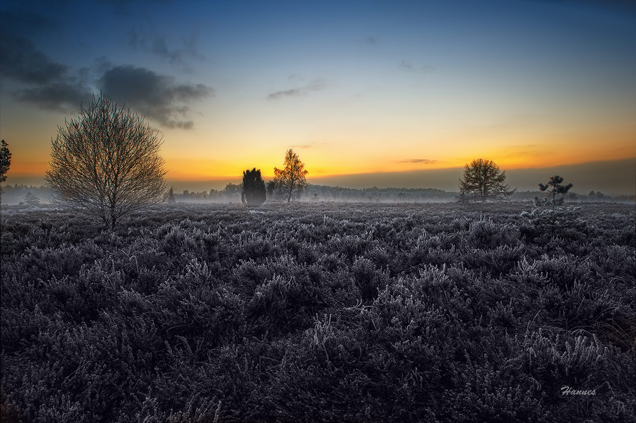 Raureif auf der Heide bei Sonnenuntergang