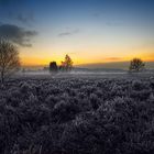 Raureif auf der Heide bei Sonnenuntergang