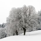 Raureif auf der Linde