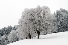 Raureif auf der Linde