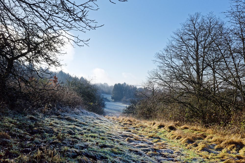 Raureif auf der Waldwiese